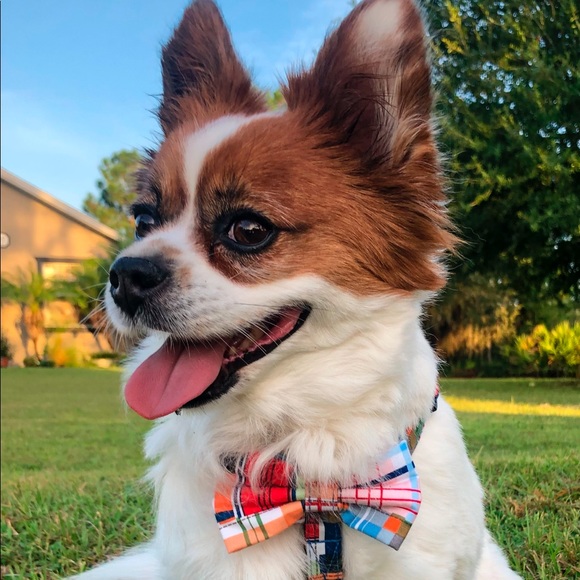 Meet your Posher, Megan - Picture 1 of 1